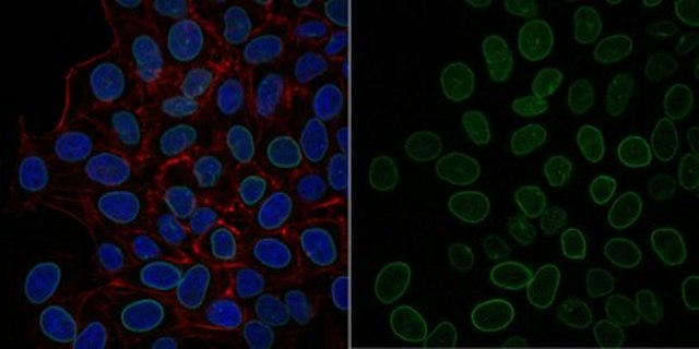 Anti-Lamin A/C Antibody, clone 2E8.2 Antibody, Alexa Fluor&#8482; 488 Conjugate clone 2E8.2, from mouse, ALEXA FLUOR&#8482; 488