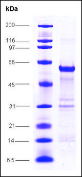 C-myc, proto oncogene human recombinant, expressed in E. coli, &#8805;80% (SDS-PAGE)