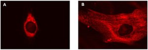 LentiBrite Calreticulin-RFP-KDEL Lentiviral Biosensor