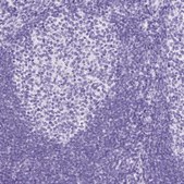 Anti-NTS antibody produced in rabbit Prestige Antibodies&#174; Powered by Atlas Antibodies, affinity isolated antibody, buffered aqueous glycerol solution