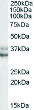 Anti-NANOG, C-Terminal antibody produced in goat affinity isolated antibody, buffered aqueous solution
