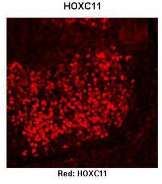 Anti-HOXC11 (AB2) antibody produced in rabbit IgG fraction of antiserum