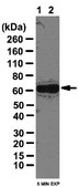 Anti-BNIP3 Antibody from rabbit, purified by affinity chromatography