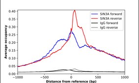 Anti-SIN3A antibody produced in rabbit Prestige Antibodies&#174; Powered by Atlas Antibodies, affinity isolated antibody, buffered aqueous glycerol solution