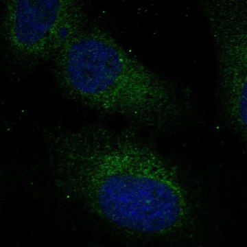Anti-Rabl3 Antibody Produced In Rabbit Prestige Antibodies&#174; Powered by Atlas Antibodies, affinity isolated antibody, buffered aqueous glycerol solution