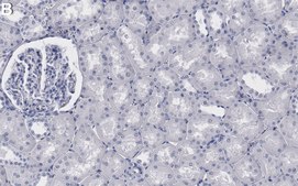 Anti-GRP75 Antibody, clone 2D20 ZooMAb&#174; Rabbit Monoclonal recombinant, expressed in HEK 293 cells