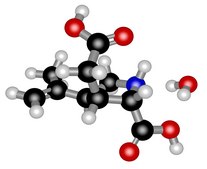 Kainic acid monohydrate &#8805;99% (TLC)