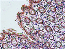 Anti-Lysyl Oxidase (C-terminal) antibody produced in rabbit ~1&#160;mg/mL, affinity isolated antibody, buffered aqueous solution