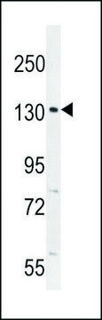 ANTI-CIC (N-TERM) antibody produced in rabbit IgG fraction of antiserum, buffered aqueous solution