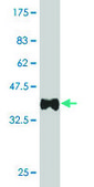 ANTI-MEF2A antibody produced in mouse clone 1C8, purified immunoglobulin, buffered aqueous solution