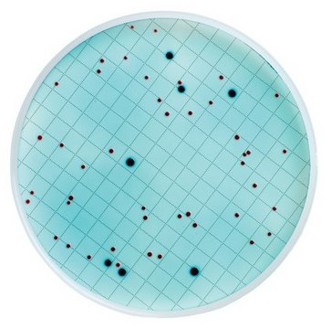 m-ColiBlue24 Broth ready-to-use, suitable for microbiology, for Escherichia spp., for coliforms