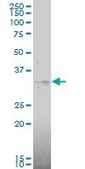 Monoclonal Anti-MAP2K6 antibody produced in mouse clone 2F2, purified immunoglobulin, buffered aqueous solution