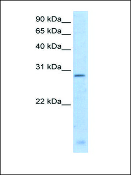 Anti-RGS18 antibody produced in rabbit IgG fraction of antiserum