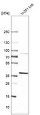 Anti-EBNA1BP2 antibody produced in rabbit Prestige Antibodies&#174; Powered by Atlas Antibodies, affinity isolated antibody, buffered aqueous glycerol solution