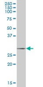 Anti-SCGN antibody produced in mouse purified immunoglobulin, buffered aqueous solution