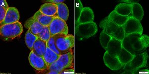 Anti-FPR1 Antibody, clone 1D14 ZooMAb&#174; Rabbit Monoclonal recombinant, expressed in HEK 293 cells