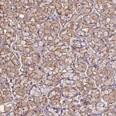 Anti-ACTB antibody produced in rabbit Prestige Antibodies&#174; Powered by Atlas Antibodies, affinity isolated antibody, buffered aqueous glycerol solution