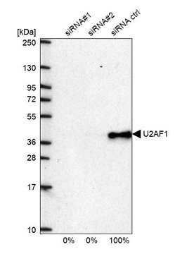 Anti-U2AF1 antibody produced in rabbit Prestige Antibodies&#174; Powered by Atlas Antibodies, affinity isolated antibody, buffered aqueous glycerol solution