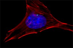 Anti-&#947;-Tubulin antibody produced in rabbit IgG fraction of antiserum, buffered aqueous solution