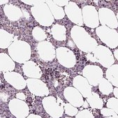 Anti-MKI67 antibody produced in rabbit Ab2, Prestige Antibodies&#174; Powered by Atlas Antibodies, affinity isolated antibody, buffered aqueous glycerol solution