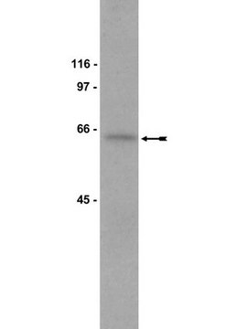 Anti-MARCKS Antibody, clone 2F12 ascites fluid, clone 2F12, Upstate&#174;