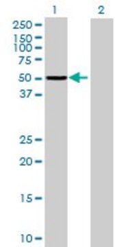 Anti-PPP1R12B antibody produced in mouse purified immunoglobulin, buffered aqueous solution