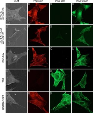 Monoclonal Anti-&#946;-Tubulin antibody produced in mouse clone TUB 2.1, ascites fluid