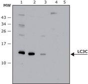 Anti-LC3C antibody, Mouse monoclonal clone LC3C-37, purified from hybridoma cell culture, affinity isolated antibody