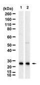 Anti-DNAJB9 Antibody, clone 1D16-K ZooMAb&#174; Rabbit Monoclonal recombinant, expressed in HEK 293 cells