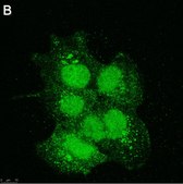 Anti-SIRT6 Antibody, clone 1O6 ZooMAb&#174; Rabbit Monoclonal recombinant, expressed in HEK 293 cells