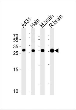 [KO Validated]Anti-YWHAG antibody produced in rabbit [Knockout Validated],affinity isolated antibody, buffered aqueous solution