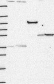 Anti-Crhr2 Antibody Produced In Rabbit Prestige Antibodies&#174; Powered by Atlas Antibodies, affinity isolated antibody, buffered aqueous glycerol solution