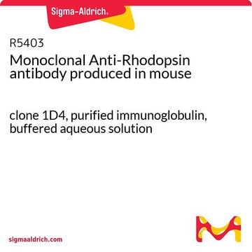 Monoclonal Anti-Rhodopsin antibody produced in mouse clone 1D4, purified immunoglobulin, buffered aqueous solution