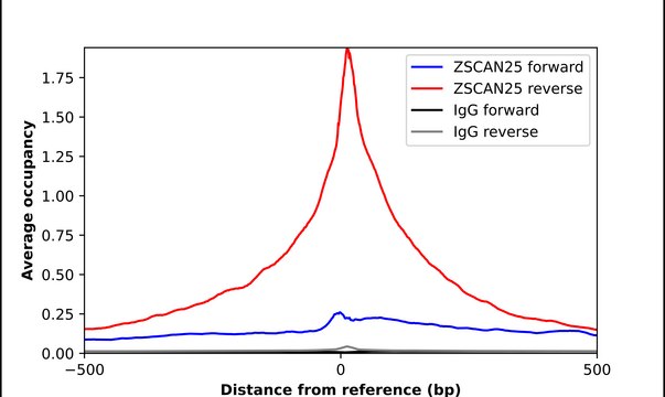 Anti-ZSCAN25 antibody produced in rabbit Prestige Antibodies&#174; Powered by Atlas Antibodies, affinity isolated antibody, buffered aqueous glycerol solution