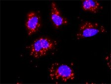 Monoclonal Anti-HSPA1B antibody produced in mouse clone 2D11, purified immunoglobulin, buffered aqueous solution