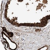 Anti-LXN antibody produced in rabbit Prestige Antibodies&#174; Powered by Atlas Antibodies, affinity isolated antibody, buffered aqueous glycerol solution