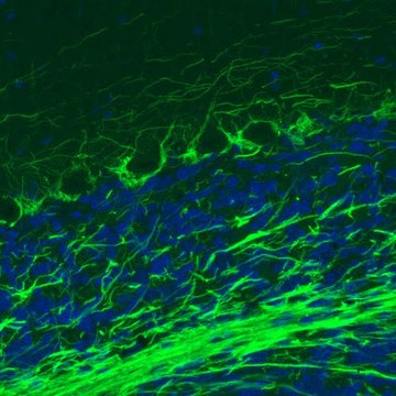 Monoclonal Anti-NEFM antibody produced in mouse Prestige Antibodies&#174; Powered by Atlas Antibodies, clone CL2688, purified immunoglobulin, buffered aqueous glycerol solution