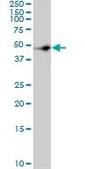 Monoclonal Anti-CSK antibody produced in mouse clone 3A3, purified immunoglobulin, buffered aqueous solution