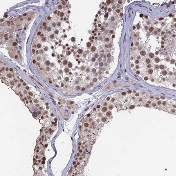 Anti-MORF4L1 antibody produced in rabbit Prestige Antibodies&#174; Powered by Atlas Antibodies, affinity isolated antibody, buffered aqueous glycerol solution