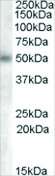 Anti-GCNT3 (AA 273-284) antibody produced in goat affinity isolated antibody, buffered aqueous solution