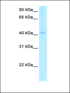 Anti-AADAC antibody produced in rabbit IgG fraction of antiserum