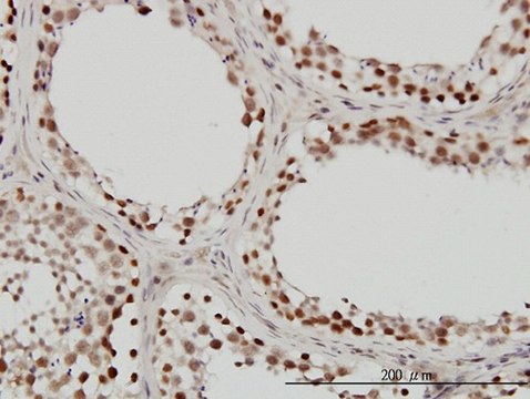 Monoclonal Anti-SMARCB1 antibody produced in mouse clone 3E10, purified immunoglobulin, buffered aqueous solution