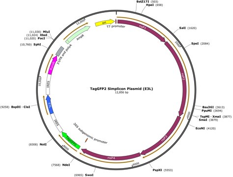 TagGFP2 Simplicon&#174; Plasmid (E3L) To determine optimal transfection conditions to express the self-replicating RNA of your interest through using Simplicon Cloning Vector (E3L) (Part #:SCR724) in hard-to- transfect somatic or primary cells