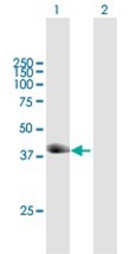 Anti-TRIM63 antibody produced in mouse purified immunoglobulin, buffered aqueous solution