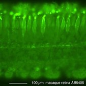 Anti-Opsin Antibody, Red/Green Chemicon&#174;, from rabbit