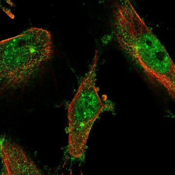 Anti-LMTK2 antibody produced in rabbit Prestige Antibodies&#174; Powered by Atlas Antibodies, affinity isolated antibody