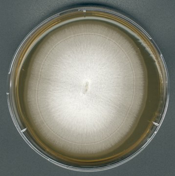 GranuCult&#174; Malt extract agar For the detection, isolation, and enumeration, for yeasts, for molds