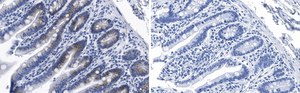 Anti-PUMA Antibody, clone 1L16 ZooMAb&#174; Rabbit Monoclonal recombinant, expressed in HEK 293 cells