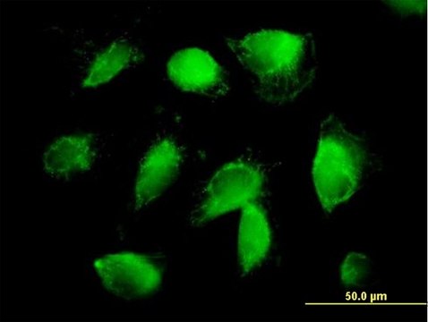 Anti-F2 antibody produced in mouse purified immunoglobulin, buffered aqueous solution