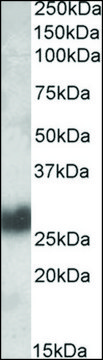 Anti-THY1 antibody produced in goat affinity isolated antibody